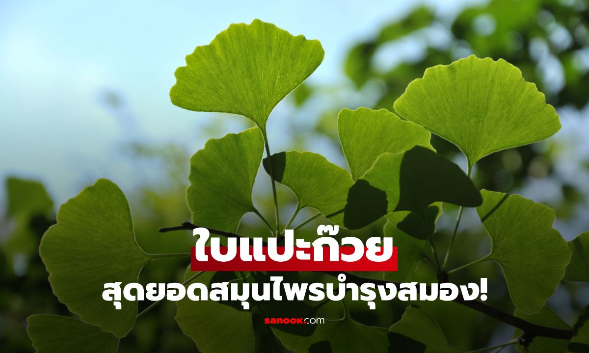 ใบแปะก๊วย สุดยอดสมุนไพรบำรุงสมองและอีกหลายสรรพคุณที่คุณอาจไม่เคยรู้