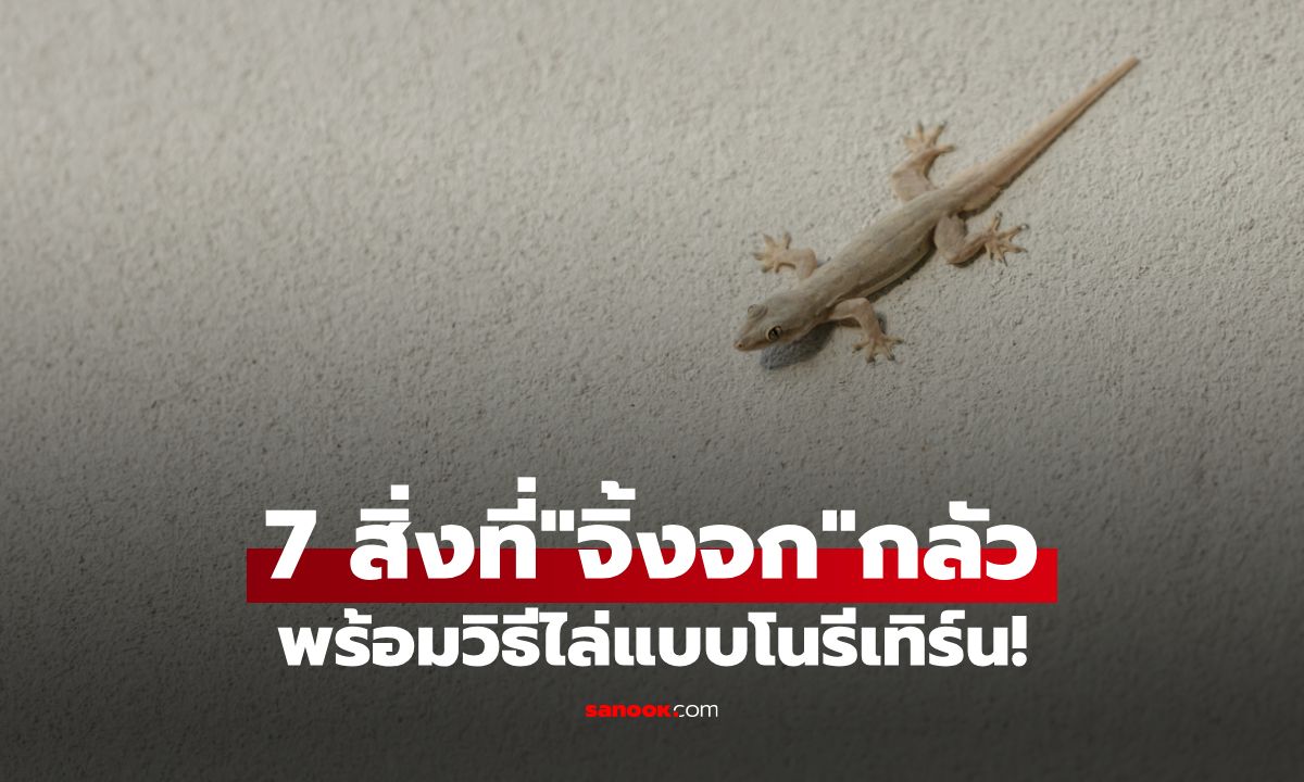 7 สิ่งที่จิ้งจกกลัว พร้อมวิธีไล่จิ้งจกให้ออกจากบ้านแบบโนรีเทิร์น!