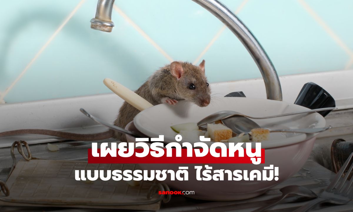 เผยวิธีกำจัดหนูแบบธรรมชาติ ปลอดภัย ไร้สารเคมี กำจัดหนูได้อยู่หมัด!