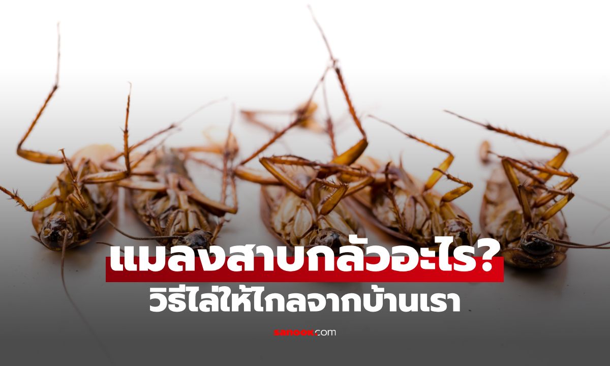 แมลงสาบกลัวอะไร? เช็กลิสต์จุดอ่อนแมลงร้าย หาวิธีไล่ให้ไกลจากบ้านเรา