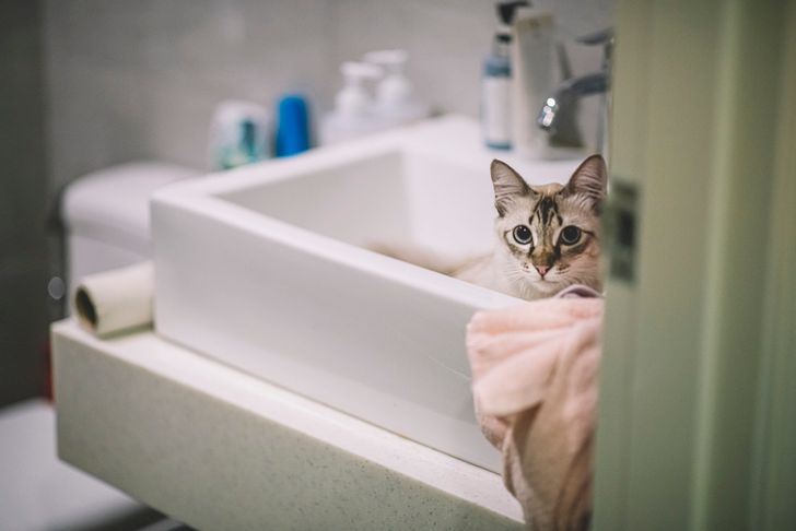 ทำไมแมวชอบตามเข้าห้องน้ำ