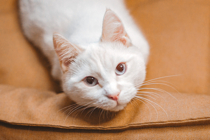 แมวจ้องหน้าเราทำไม