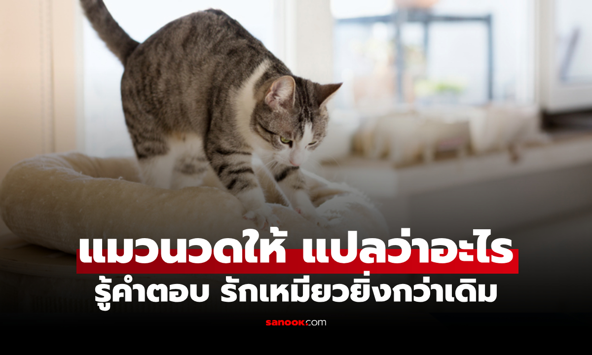 ทำไมแมวถึงมานวดให้เรา รู้คำตอบนี้ รับรองรักเจ้าเหมียวยิ่งกว่าเดิม!