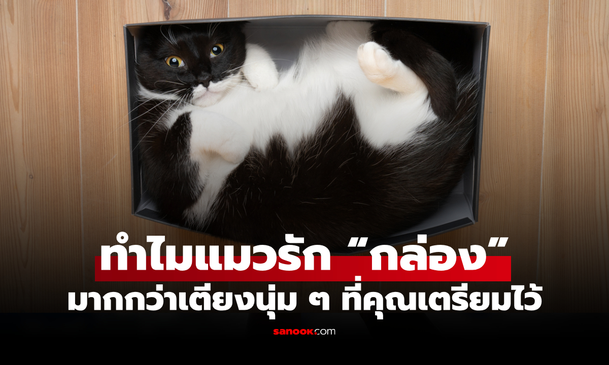 ทำไมแมวชอบนอนในกล่องกระดาษแคบๆ แล้วเมินที่นอนนุ่มๆ ที่คุณเตรียมไว้