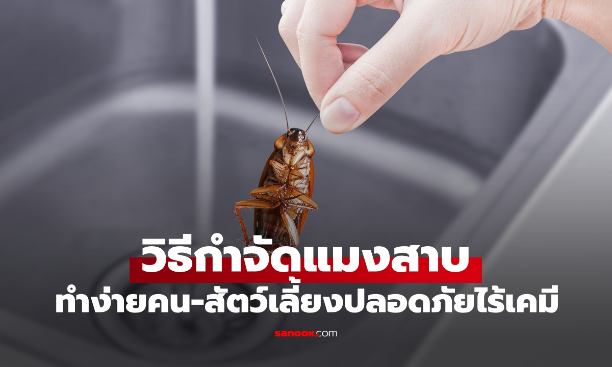 วิธีกำจัดแมลงสาบ แบบไม่มากวนใจอีกเลย คนและสัตว์เลี้ยงปลอดภัยไร้สารเคมี