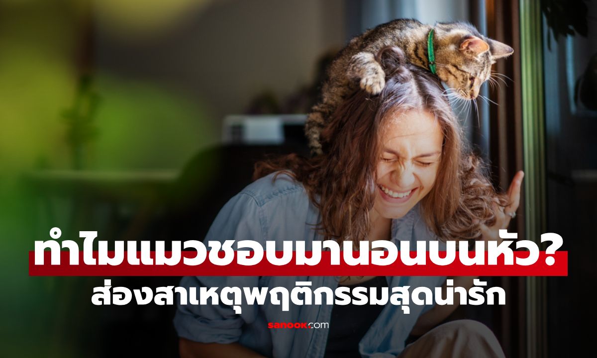 ทำไมแมวชอบมานอนบนหัว? ส่องเหตุผลพฤติกรรมสุดน่ารักของเจ้าขนฟู