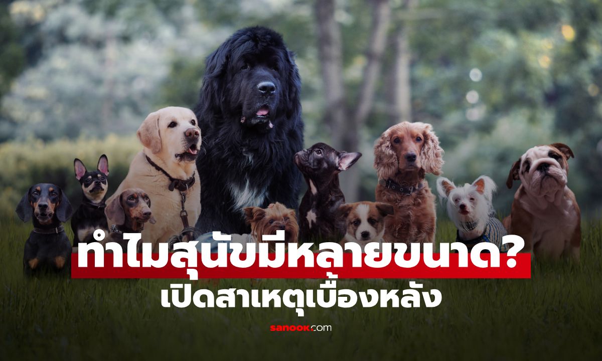 จากยักษ์ใหญ่สู่ไซส์มินิ ทำไมสุนัขมีหลายขนาด? เปิดสาเหตุไซส์น้องหมาที่ถูกมนุษย์ควบคุม
