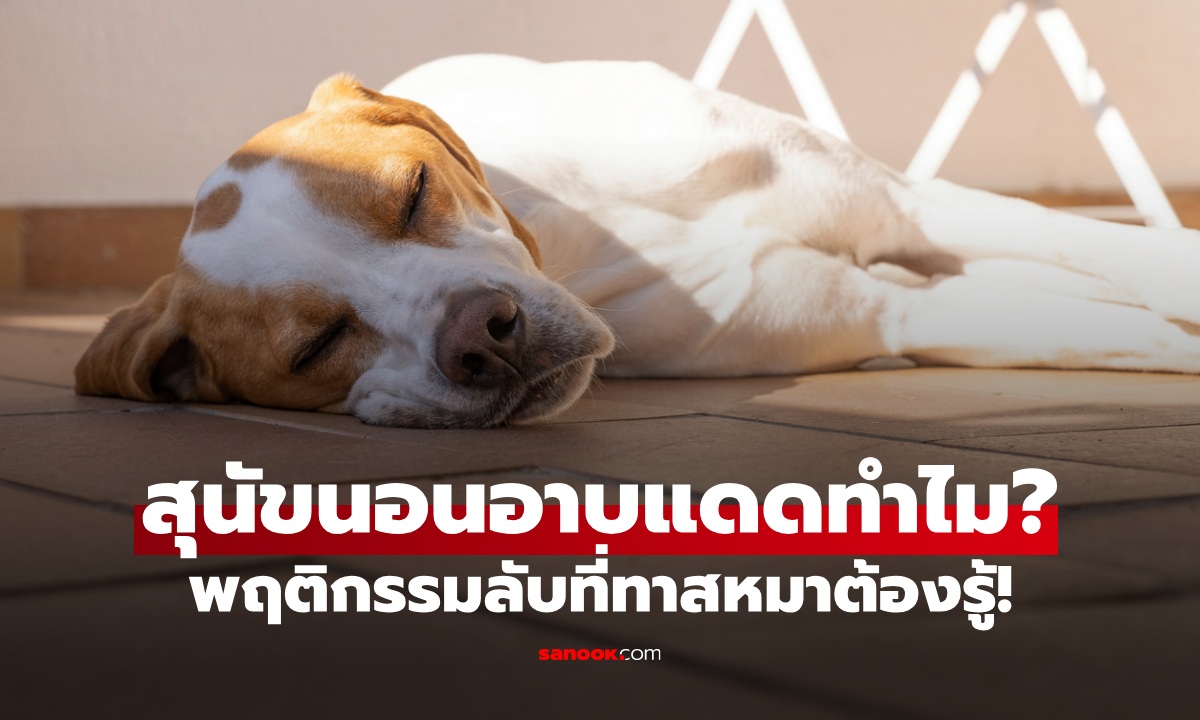 ทำไมสุนัขชอบนอนตากแดด อันตรายมั้ย? เปิดพฤติกรรมที่เหล่าทาสหมาต้องรู้!