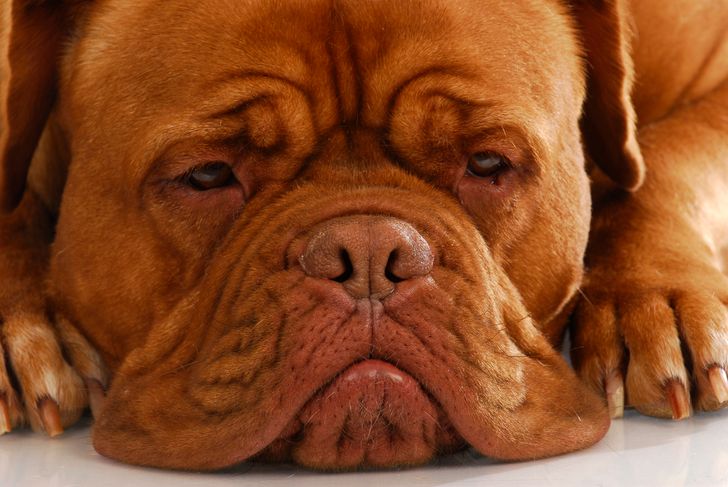 ทําไมสุนัขถึงถอนหายใจใส่เรา