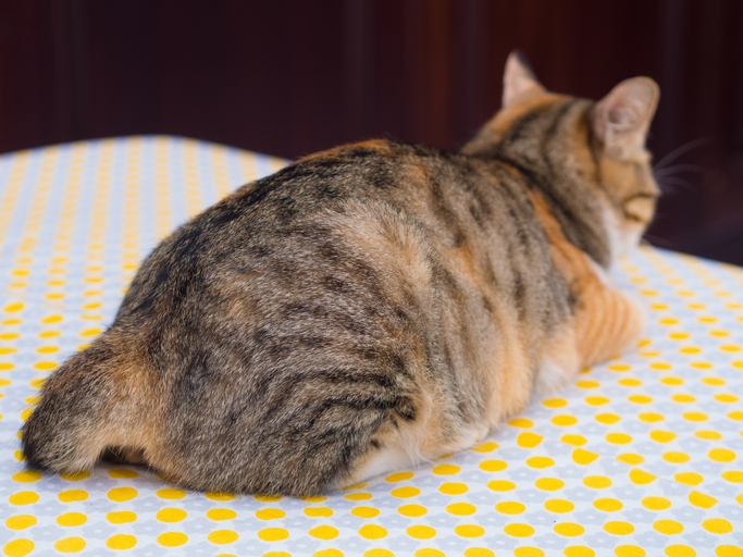 ทำไมแมวเมินเจ้าของ เรียกแล้วไม่หัน