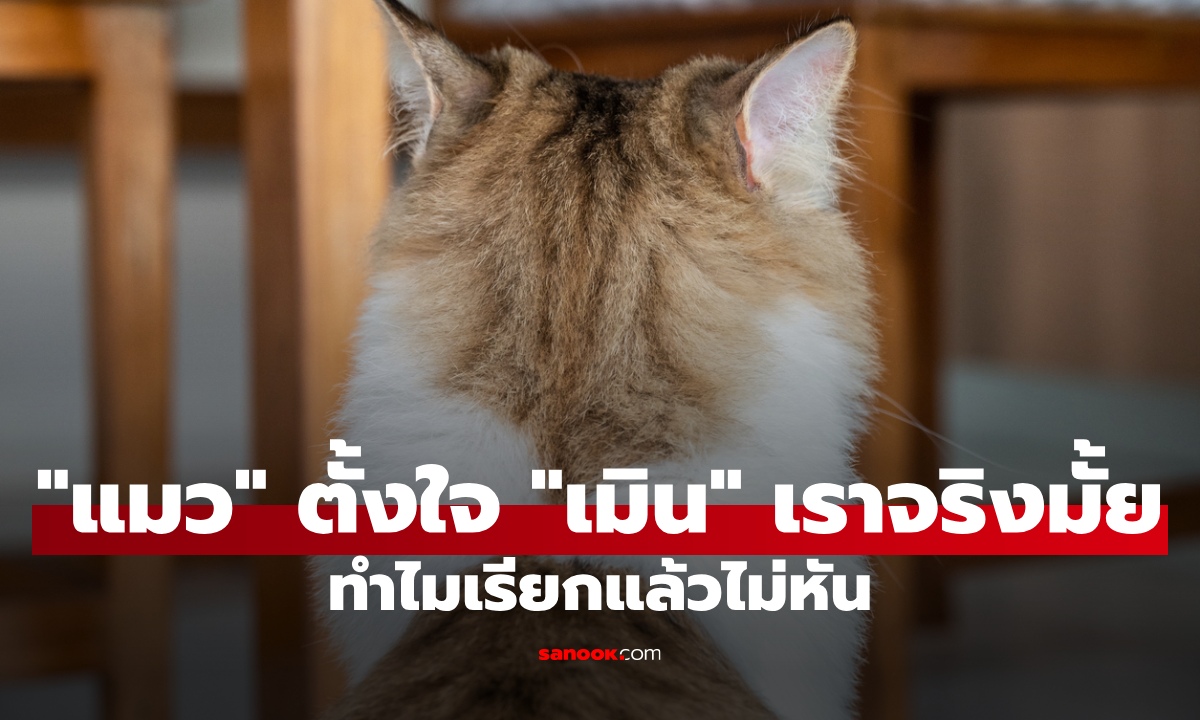 เปิดเหตุผล ทำไม "แมว" เมิน เรียกแล้วไม่หัน คุณพร้อมรับความจริงอันแสนเจ็บปวดมั้ย?
