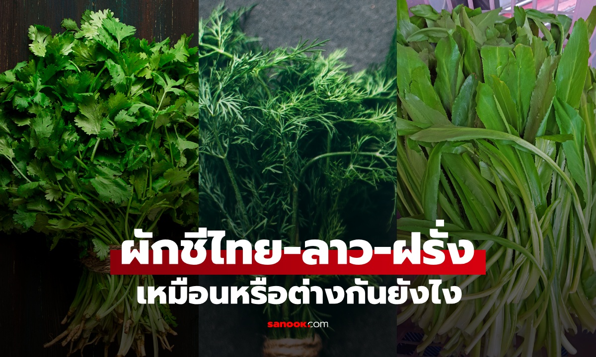 ผักชีไทย ผักชีลาว ผักชีฝรั่ง เหมือนหรือต่างกันยังไง? ประโยชน์ที่ทุกครัวห้ามพลาด