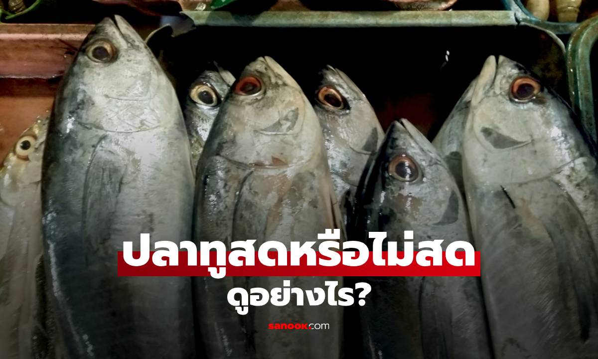 ปลาทูสดหรือไม่สดดูอย่างไร? แชร์เคล็ดลับเลือกให้ได้ของดีจริง