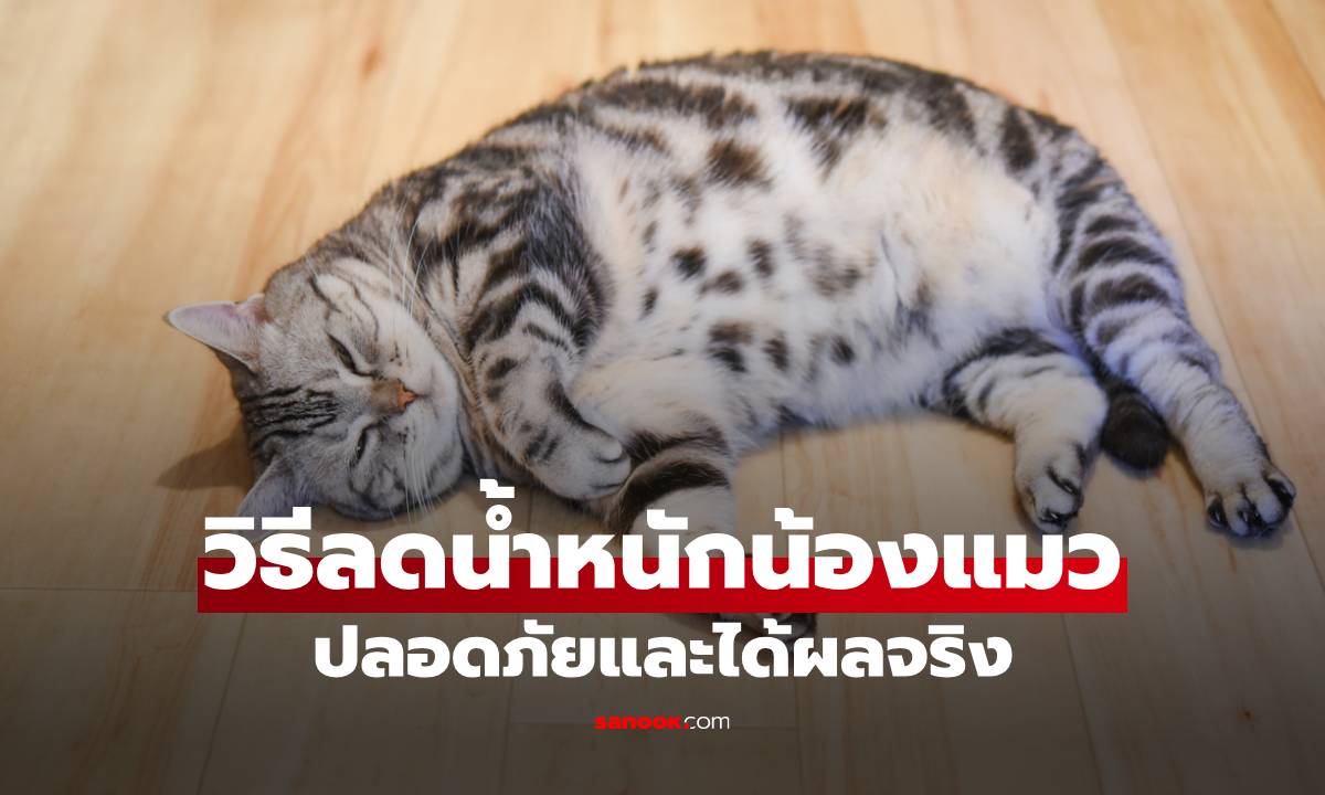 น้องแมวอ้วนเกินไปหรือเปล่า? มาดูวิธีลดน้ำหนักให้แมวอย่างปลอดภัยและได้ผลจริง