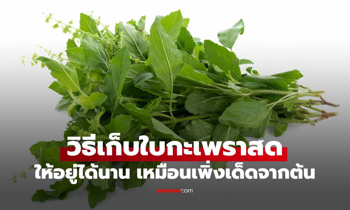วิธีเก็บใบกะเพราสดให้อยู่ได้นาน ไม่ดำ ไม่เหี่ยว ใช้ง่ายเหมือนเพิ่งเด็ดจากต้น