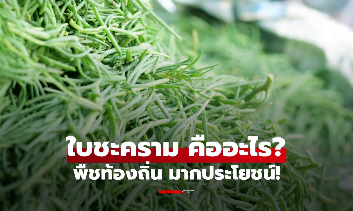 รู้จักใบชะคราม พืชท้องถิ่นจากป่าชายเลน ที่เต็มไปด้วยสารอาหารและคุณประโยชน์