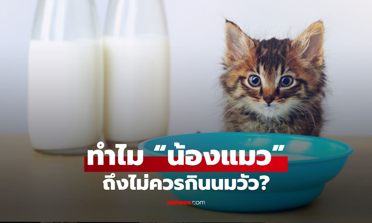ไขข้อสงสัย ทำไม “น้องแมว” ถึงไม่ควรกินนมวัว?