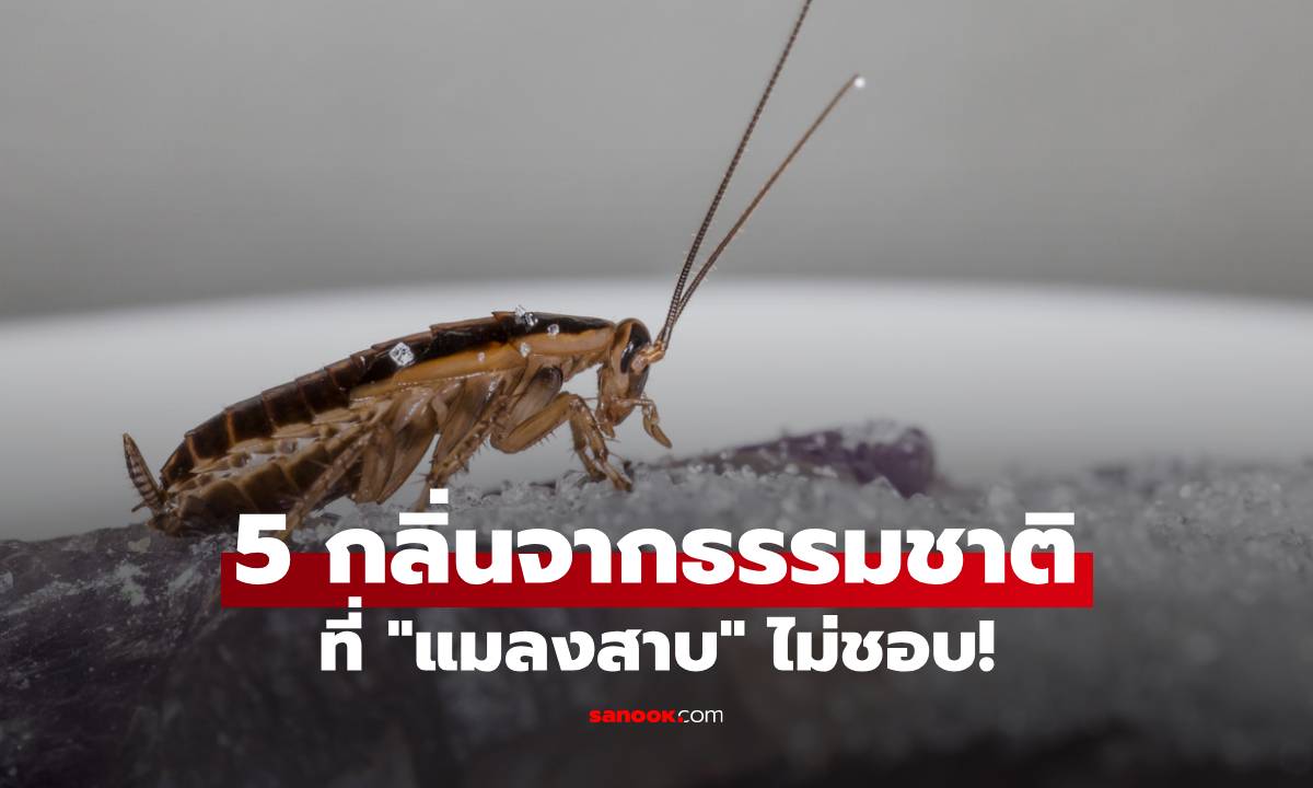 5 กลิ่นที่แมลงสาบไม่ชอบ กำจัดแมลงร้ายด้วยกลิ่นจากธรรมชาติ