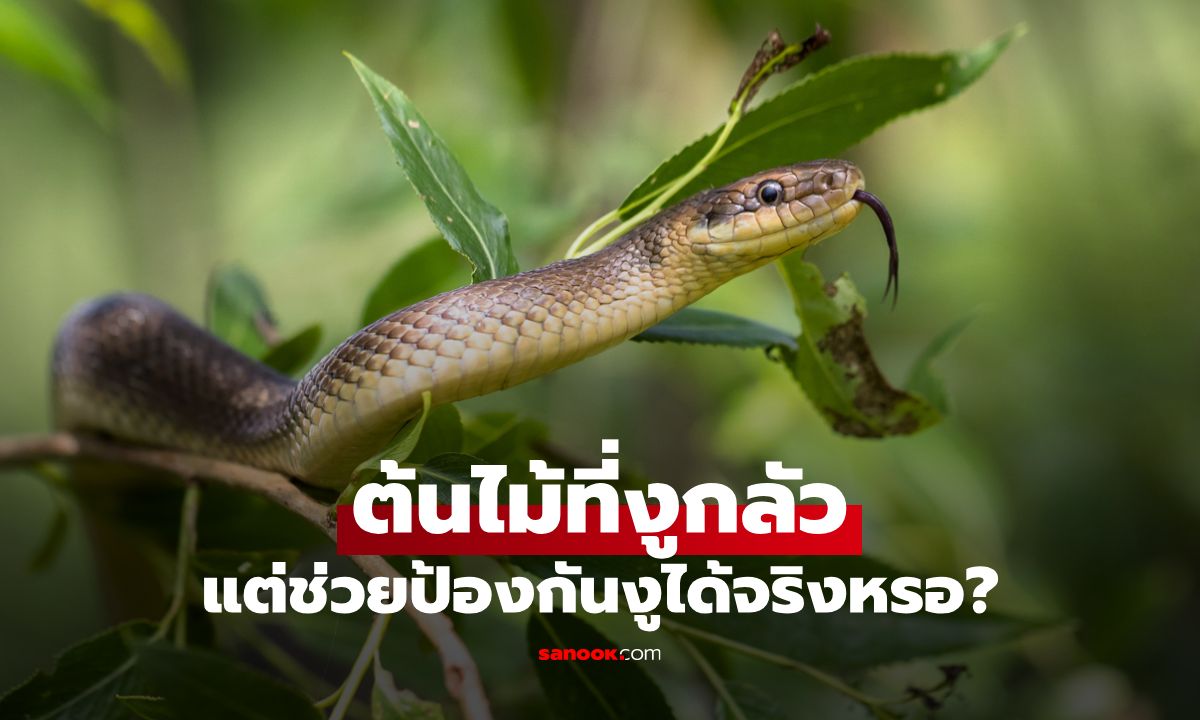7 ต้นไม้ที่งูกลัว ปลูกไว้ใกล้บ้าน ช่วยไล่งูได้จริงหรือ?