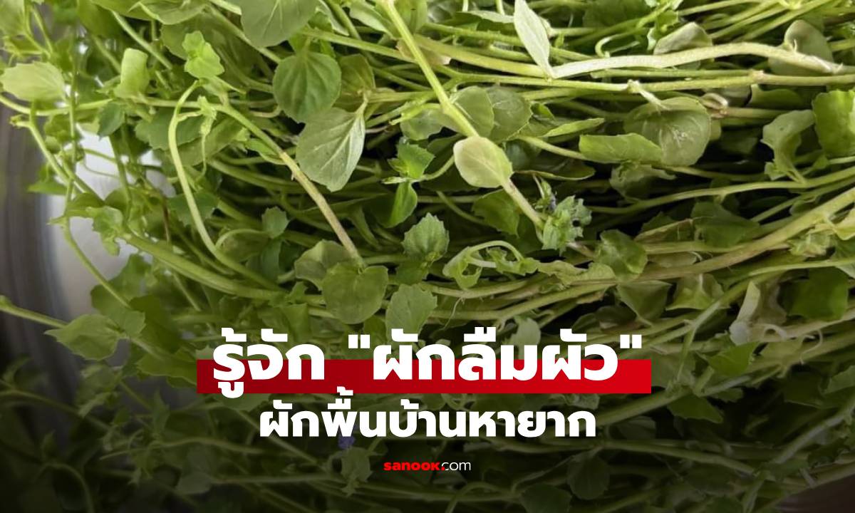 รู้จัก "ผักลืมผัว" ผักพื้นบ้านชื่อแปลก อร่อยจนได้ชื่อ กินแล้วจะลืมจริงไหม?