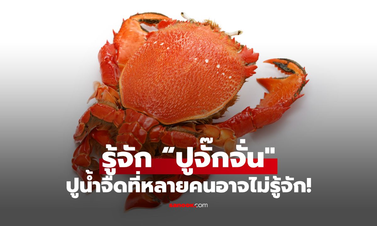 รู้จัก “ปูจั๊กจั่น” ปูน้ำจืดที่หลายคนอาจไม่รู้จัก อร่อยและมีคุณค่าต่อธรรมชาติ
