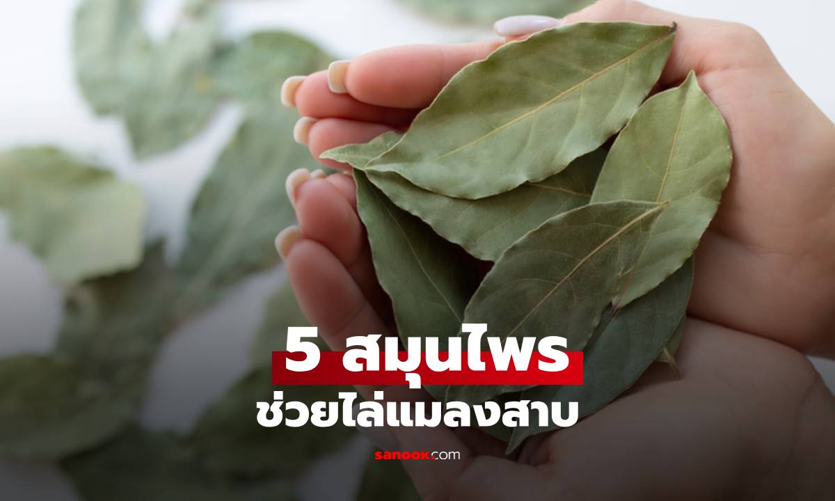 5 สมุนไพรไล่แมลงสาบ! สูตรธรรมชาติ ปลอดภัย ไม่ใช้สารเคมี