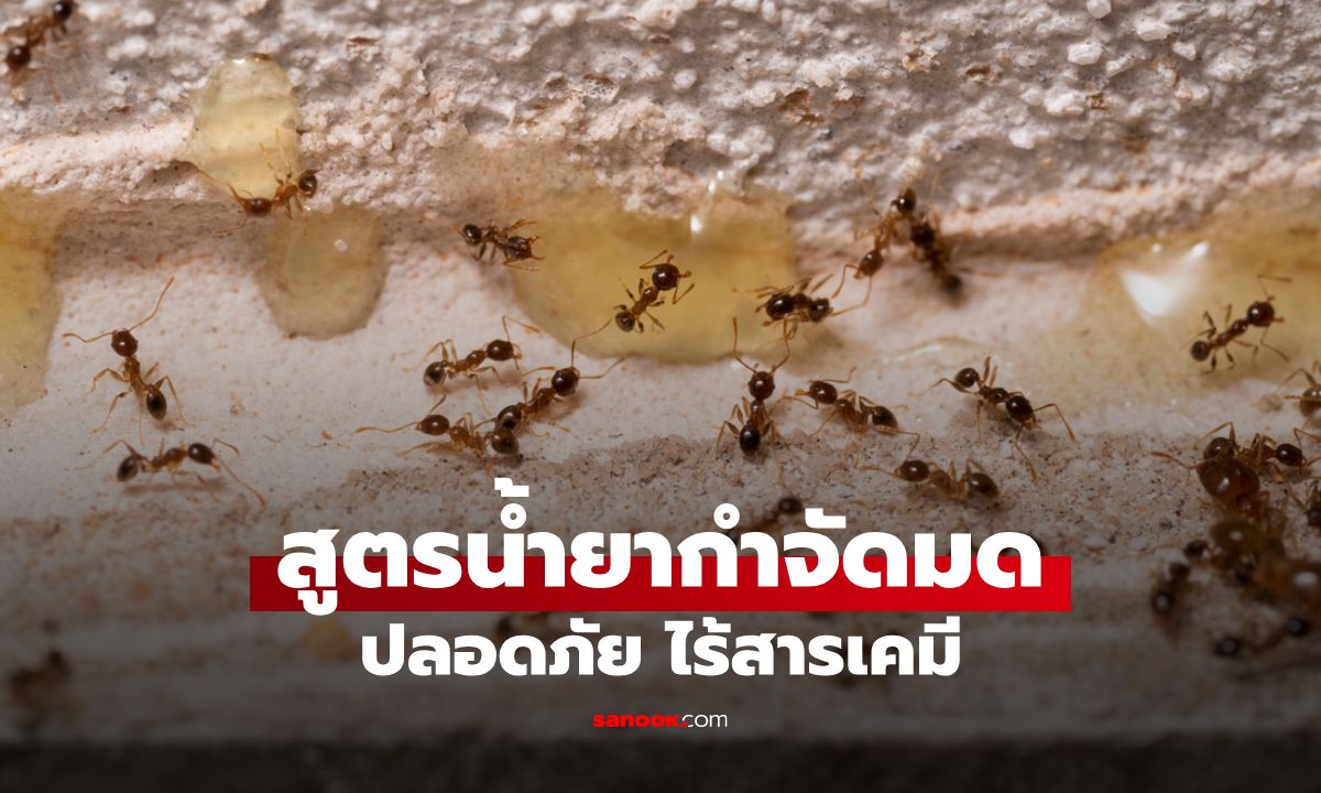 5 สูตรน้ำยากำจัดมดทำเอง ปลอดภัย ไร้สารเคมี และได้ผลจริง!
