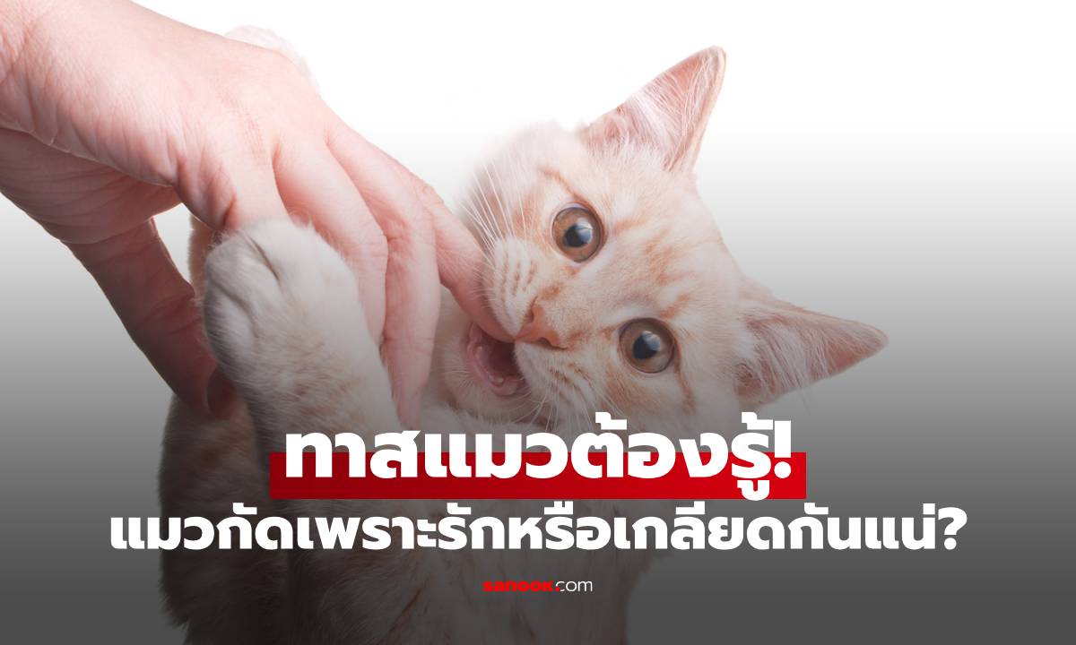 ทาสแมวต้องรู้! แมวกัด แปลว่าอะไร? เพราะรักหรือเกลียดกันแน่