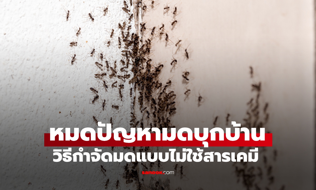 "วิธีกำจัดมด" แบบไม่ใช้สารเคมี เคล็ดลับธรรมชาติที่ได้ผล ทำง่ายมาก