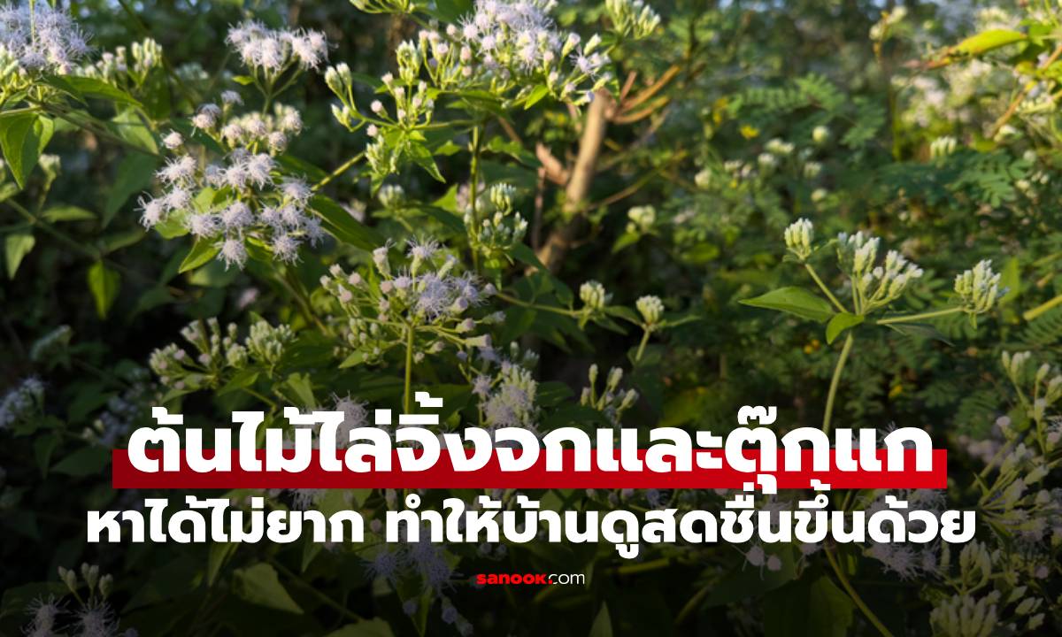 ต้นไม้ไล่จิ้งจกและตุ๊กแก 5 ชนิดหาได้ไม่ยาก ทำให้บ้านดูสดชื่นขึ้นด้วย