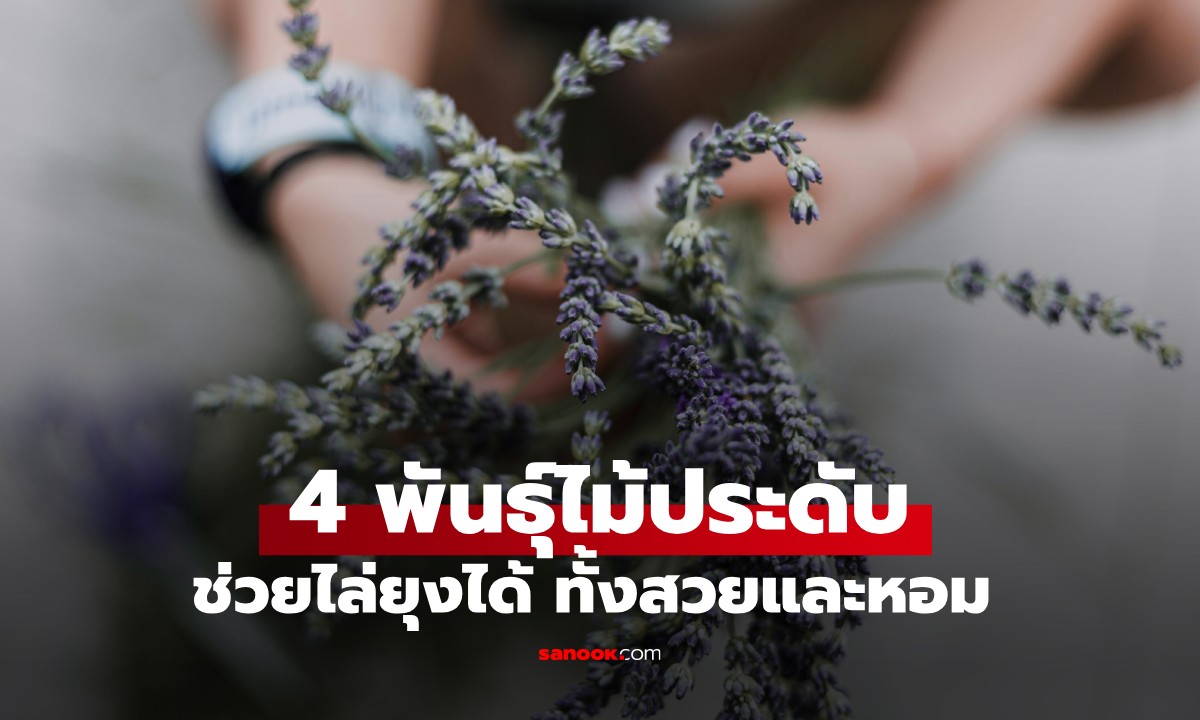 4 ไม้ประดับในบ้าน ที่ช่วยไล่ยุงได้ “แรงสุด ๆ” ทั้งสวยและหอมสดชื่น