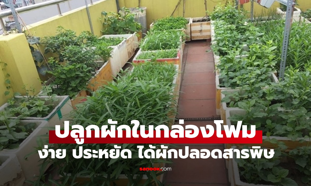 รวมผักที่ปลูกได้ในกล่องโฟม ทางเลือกที่ง่าย ประหยัด และได้ผักปลอดสารพิษ