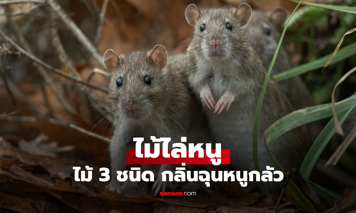 "ต้นไม้ไล่หนู" มี 3 ชนิดนี้ติดบ้านไว้ กลิ่นฉุนที่หนูกลัว ตัวช่วยง่ายๆ ปลอดภัยไม่มีสารเคมี