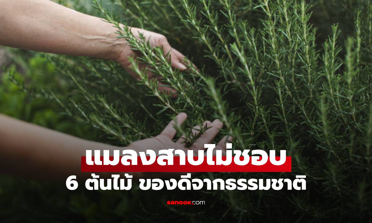 ของดีจากธรรมชาติ 6 ต้นไม้ แมลงสาบไม่ชอบ หนีหายได้ผลจริง