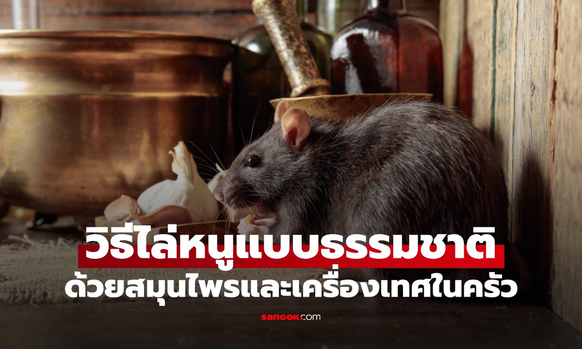 วิธีไล่หนูแบบธรรมชาติ ด้วยสมุนไพรและเครื่องเทศในครัว ปลอดภัยและใช้ได้จริง