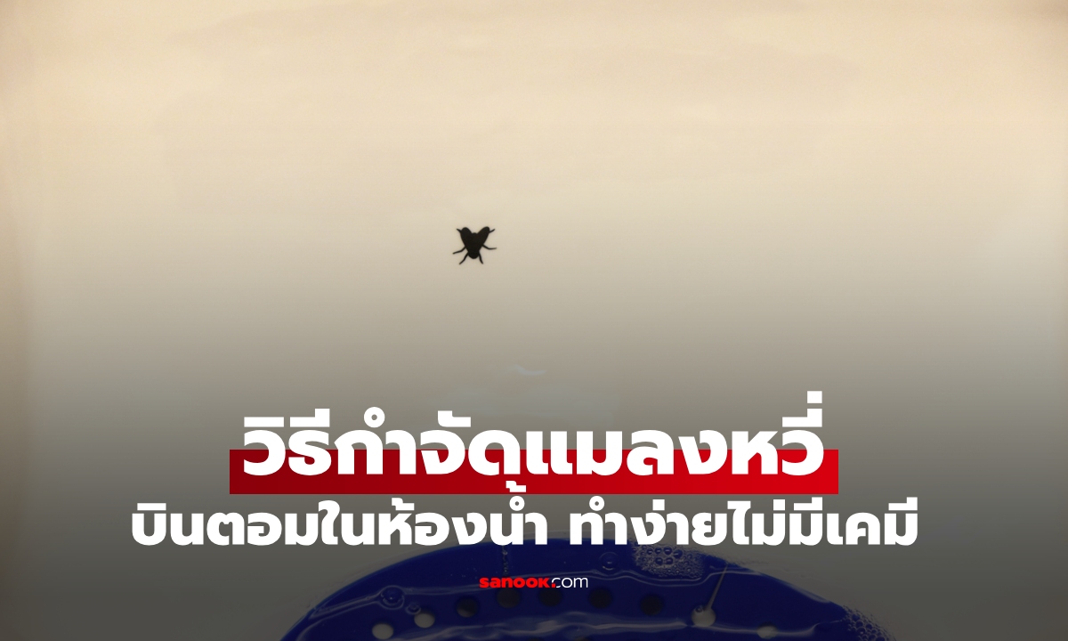 "วิธีกำจัดแมลงหวี่ในห้องน้ำ" รวมสูตรเด็ดจากธรรมชาติ ไร้สารเคมี ปลอดภัยทั้งบ้าน