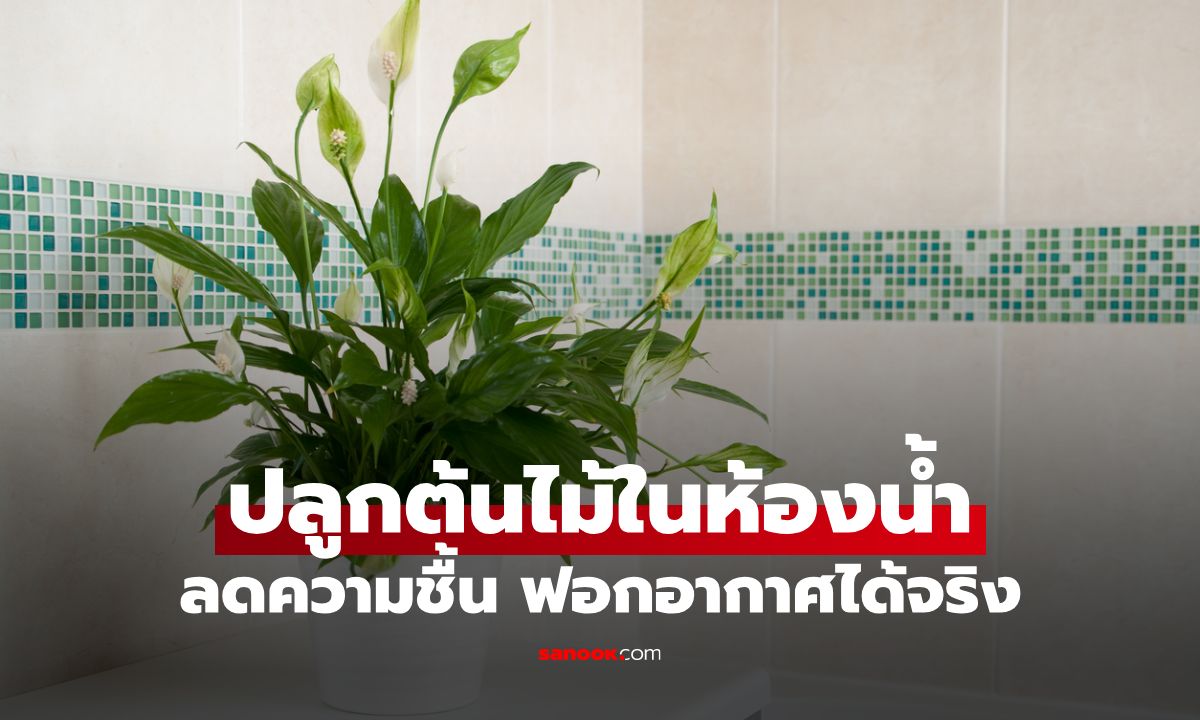 ปลูกต้นไม้ในห้องน้ำ ดูดความชื้น-กลิ่นอับ ฟอกอากาศได้จริง