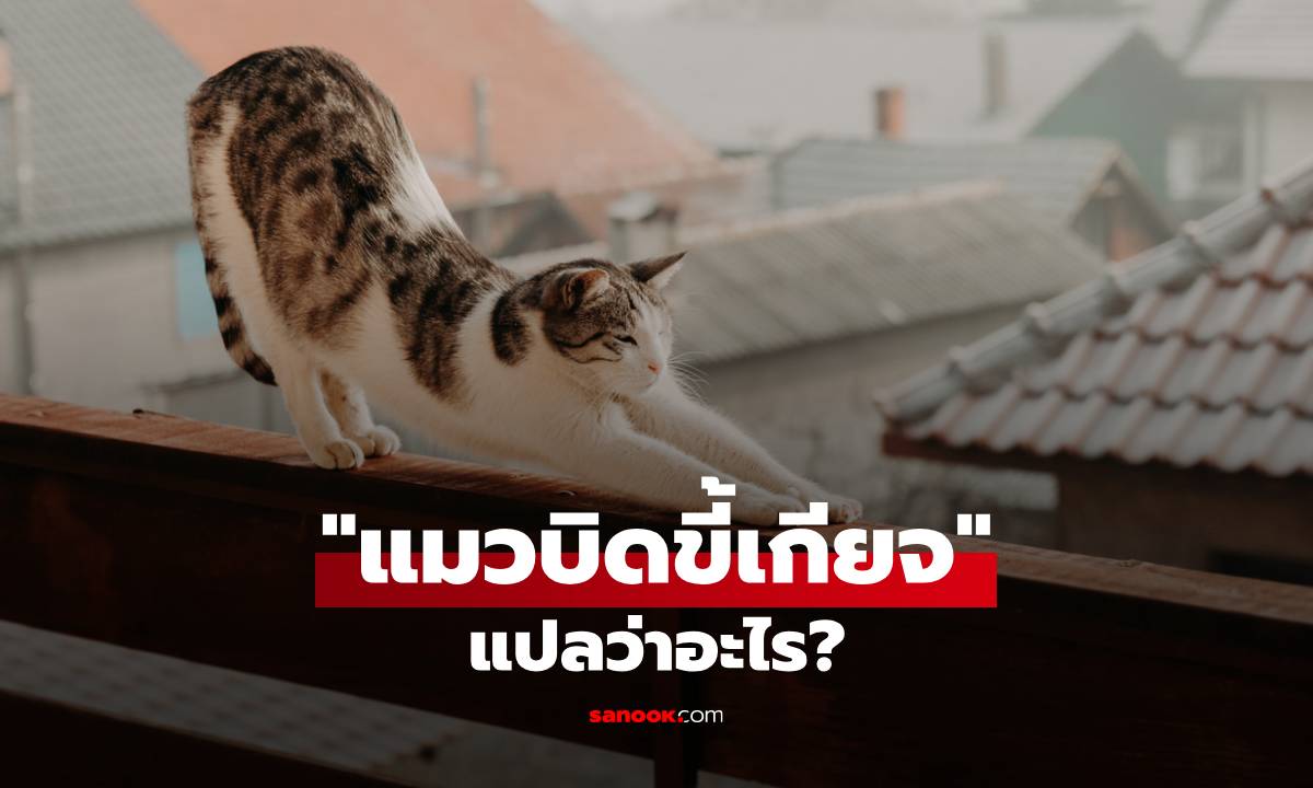 ไขความลับ: แมวบิดขี้เกียจ คือ “บอกรัก” หรือ “แค่วอร์มอัพ