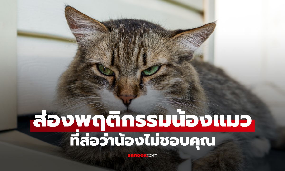 พฤติกรรมที่บอกว่าแมวไม่ชอบคุณ อ่านใจเจ้าเหมียว ภาษาที่ทาสต้องรู้ก่อนโดนงับ