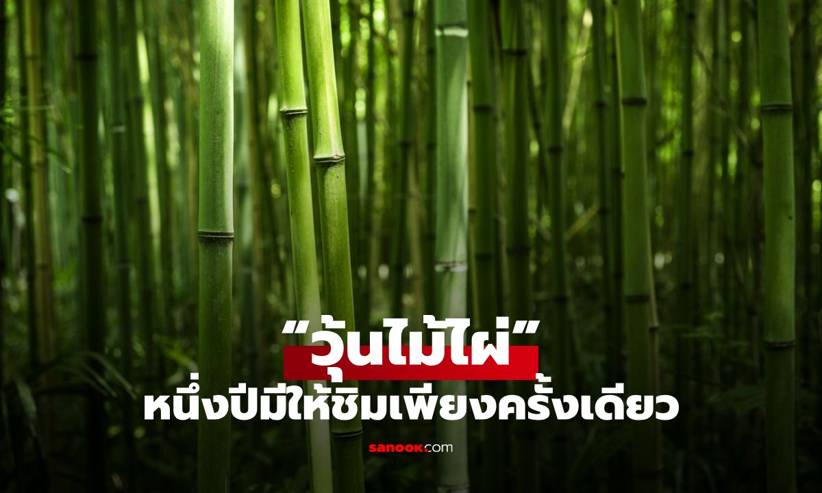 รู้จัก “วุ้นไม้ไผ่” อาหารแห่งป่า ที่หนึ่งปีมีให้ลิ้มลองเพียงครั้งเดียว