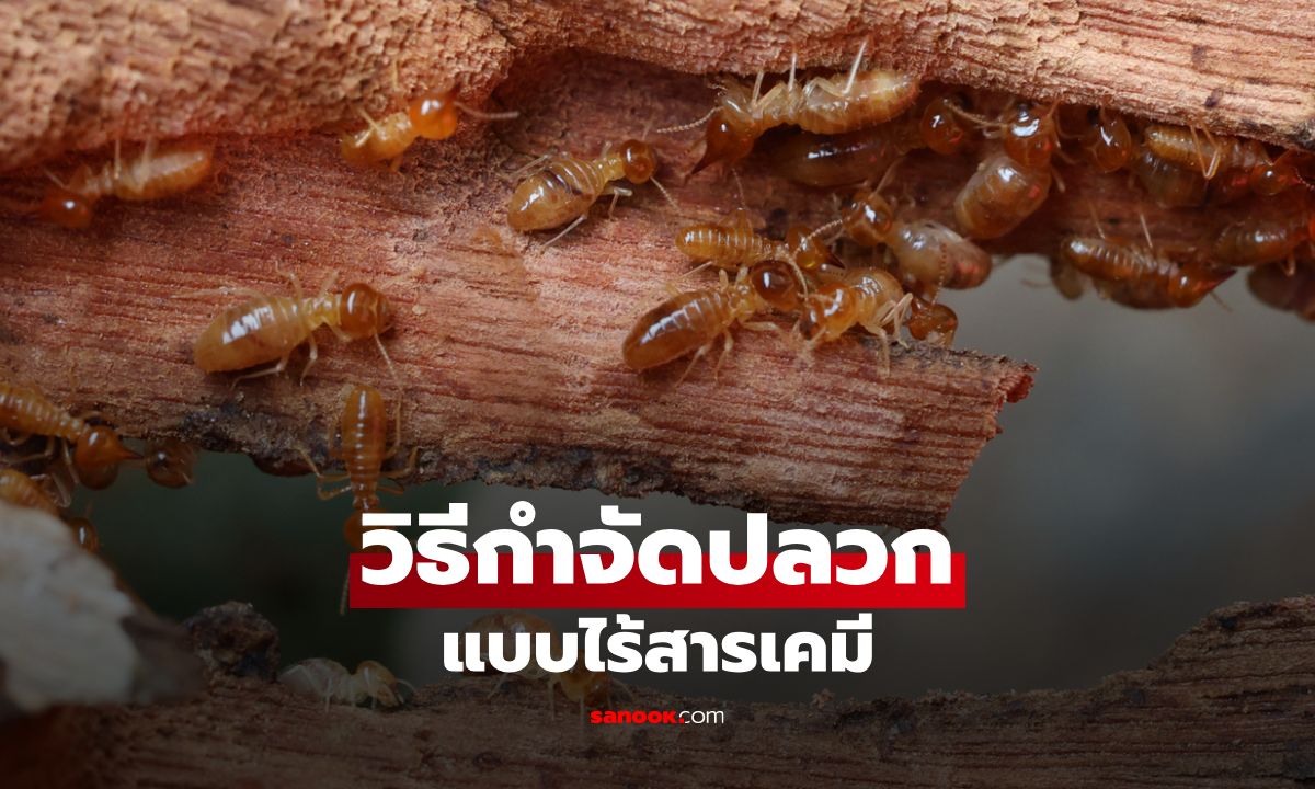 วิธีธรรมชาติก็ไล่ปลวกได้! แจก 5 สูตรกำจัดปลวกแบบไร้สารเคมี
