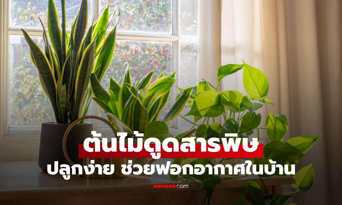 “ต้นไม้ดูดสารพิษ–ควัน” ปลูกง่าย โตไว ช่วยฟอกอากาศในบ้านได้จริง
