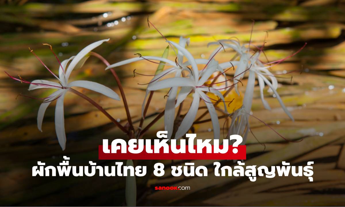 ผักพื้นบ้านไทย 8 ชนิดที่กำลังจะสูญพันธุ์ แต่ละชื่อคุ้นๆ ไหม?
