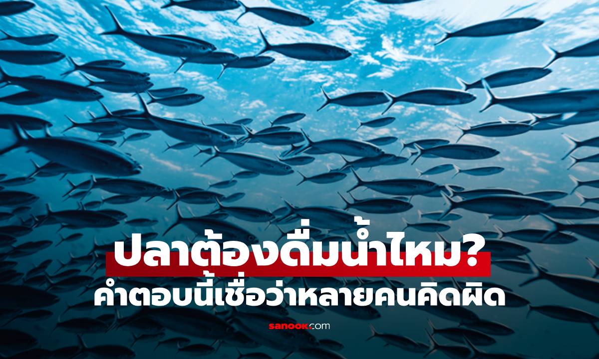 เฉลยแล้ว! ปลาต้องดื่มน้ำไหม? คำตอบที่คุณอาจเข้าใจผิดมาตลอด