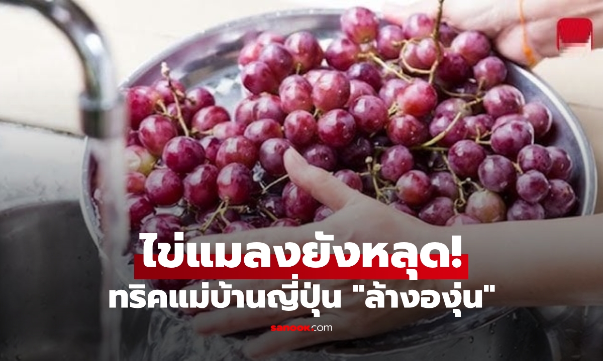 หยุดใช้เบกกิ้งโซดา! แม่บ้านญี่ปุ่น เผยวิธี "ล้างองุ่น" ที่ถูกต้อง ไข่แมลงยังหลุดออกมาเอง