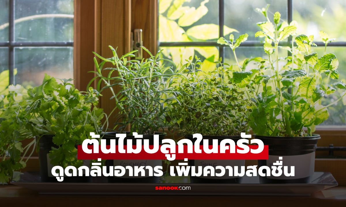 “ต้นไม้ปลูกในครัว” ช่วยดูดกลิ่นอาหาร กันแมลง และเพิ่มความสดชื่นในบ้าน