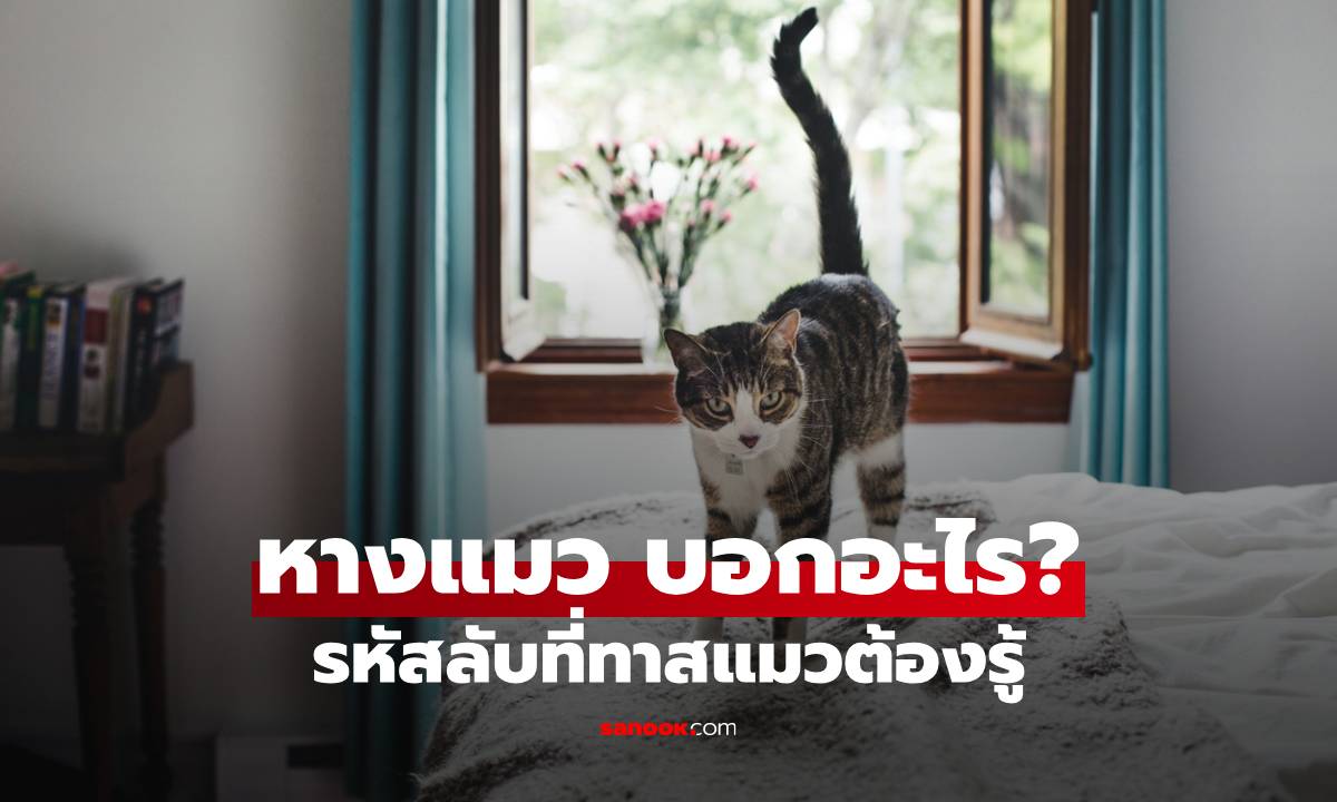 หางแมว บอกอะไร? ถอดรหัสลับภาษากายที่ทาสแมวต้องรู้