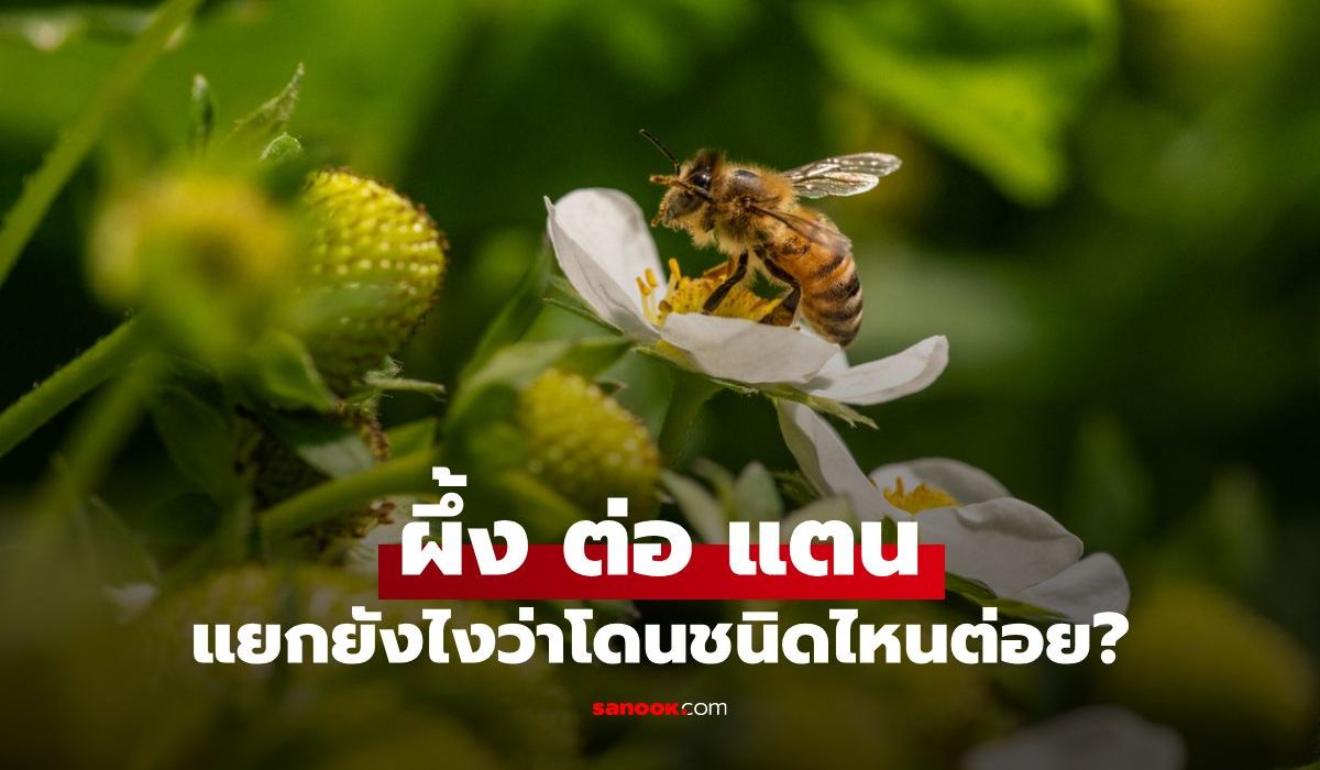 แยกพิษผึ้ง ต่อ แตนให้ออก! พร้อมวิธีดูแลตัวเองเมื่อโดนต่อย