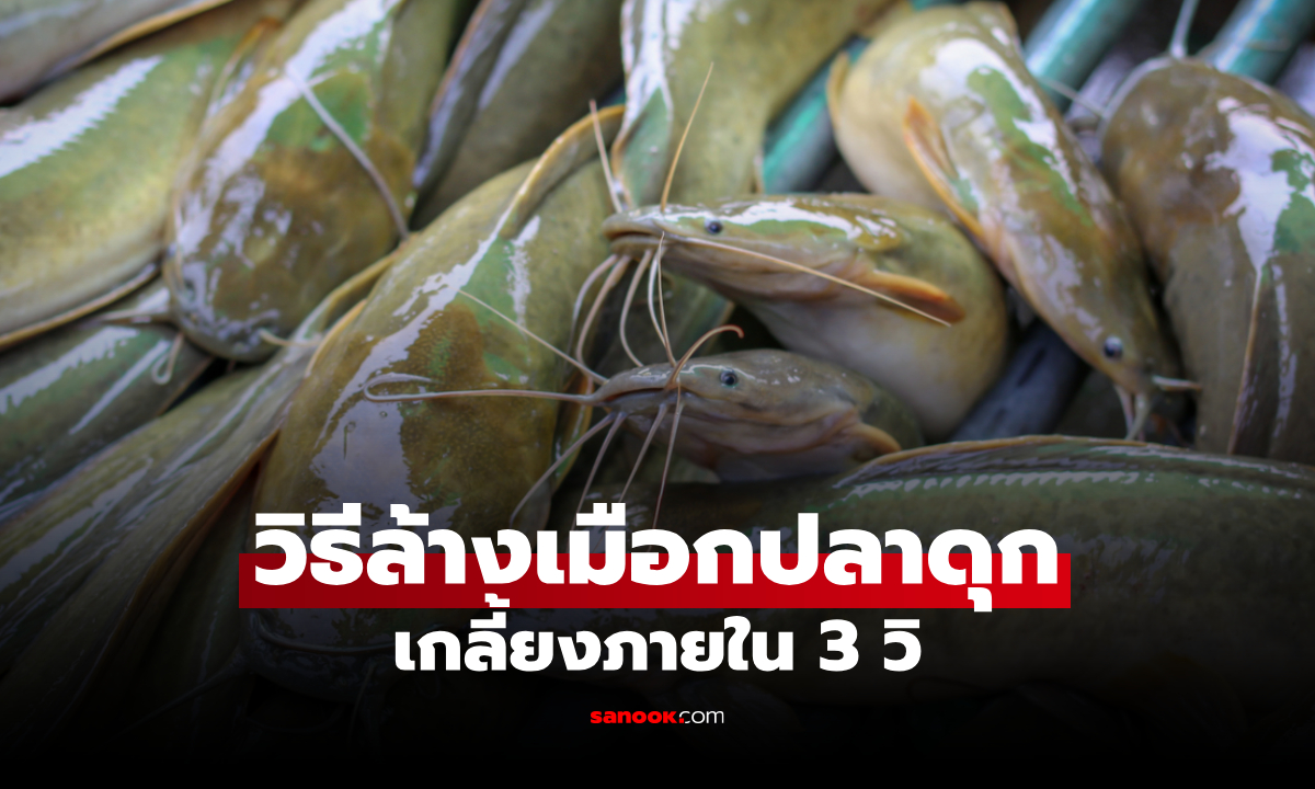 วิธีล้างเมือกปลาดุก ให้ไร้กลิ่นคาว ใช้เวลาแค่ 3 วิ!