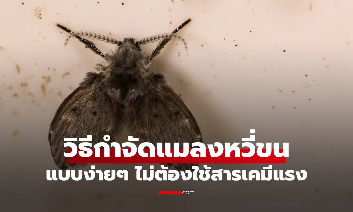 กำจัดแมลงหวี่ขนในห้องน้ำด้วยวิธีง่าย ๆ ไม่ต้องใช้สารเคมีแรง